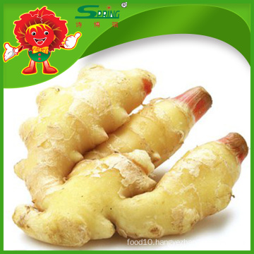 New crop fresh ginger supplier
